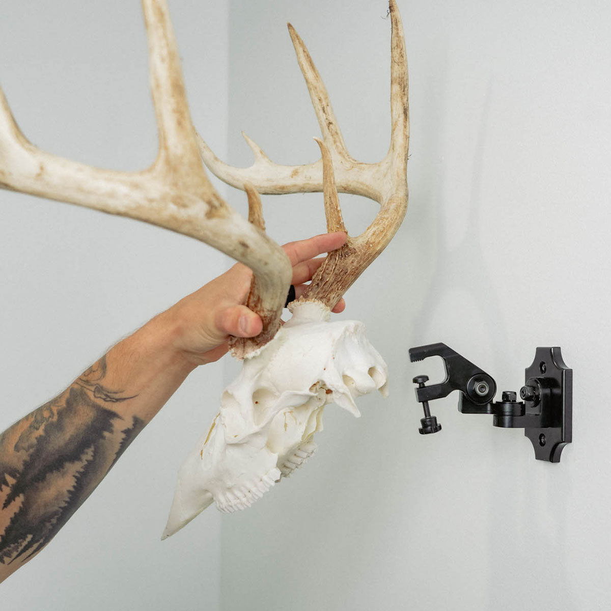 Bear European Skull Mount Clamp In House