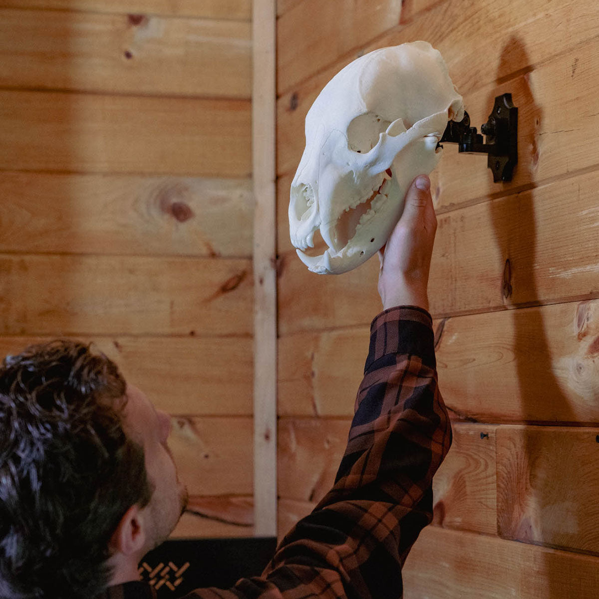 Bear European Skull Mount Clamp On Cabin