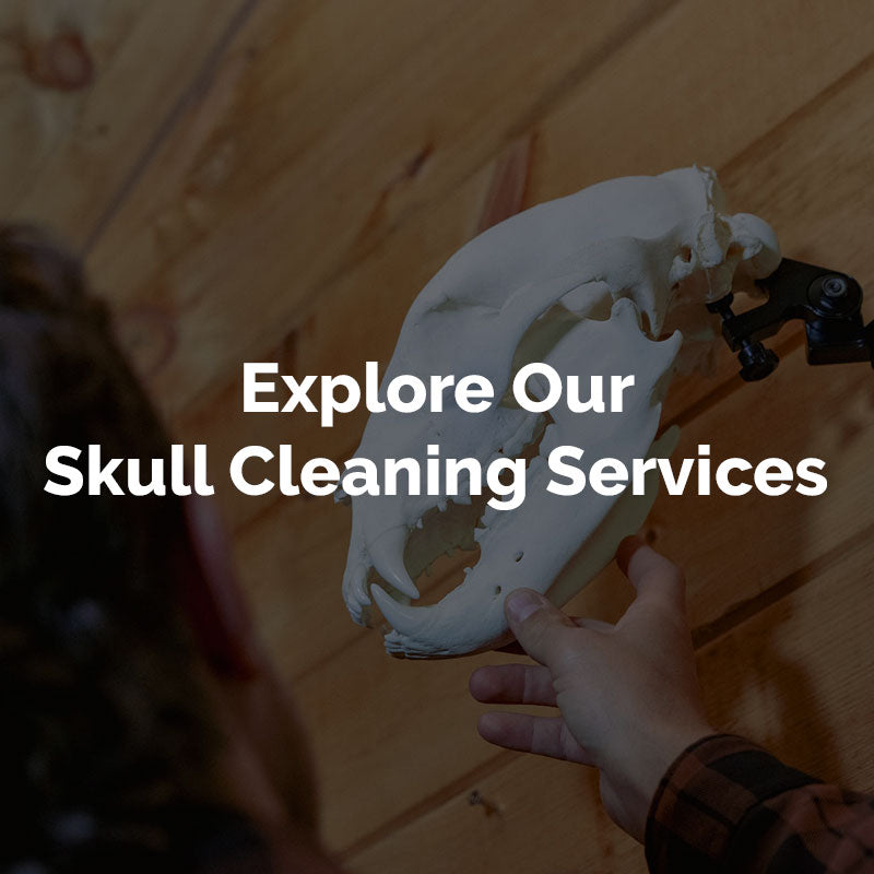 European Skull Mount Cleaning